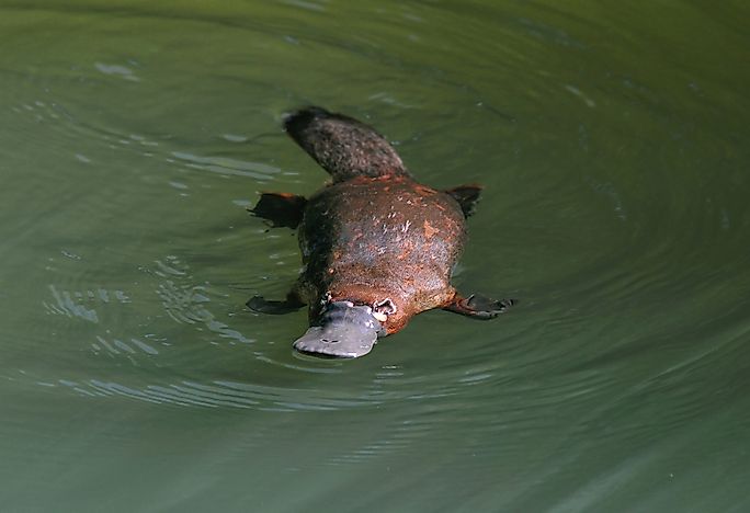 #1 Duck-billed Platypus