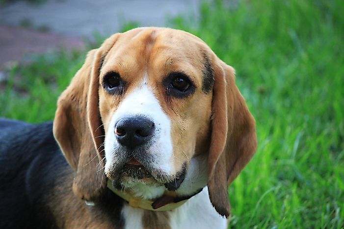 10 Dog Breeds Who Live the Longest - WorldAtlas.com