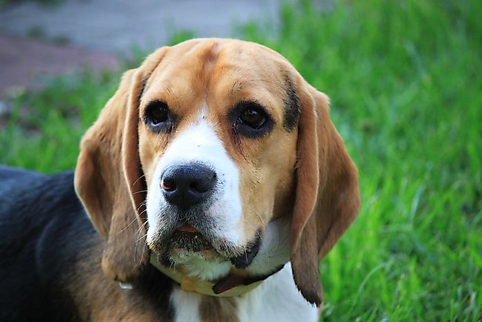 A beagle. A beagle.