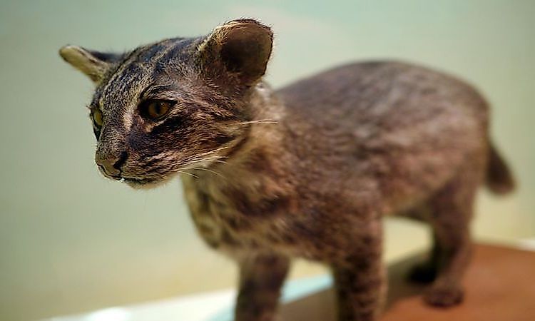 Japan's Endangered Mammals
