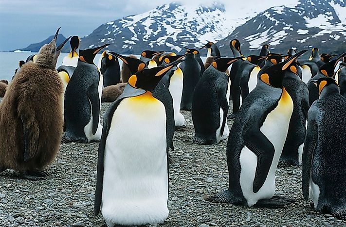 #1 Emperor Penguin
