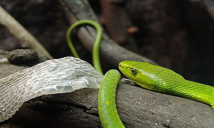 #1 Eastern green mamba -