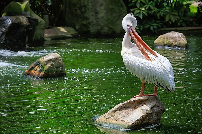 A great white pelican. A great white pelican.