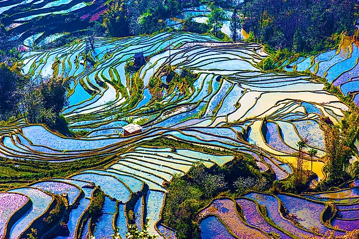 The Awe-Inspiring Beauty of Rice Terraces
