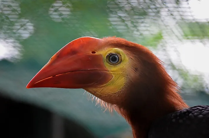 #6 Walden's Hornbill