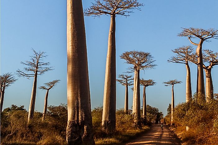 #6 Giant Baobab
