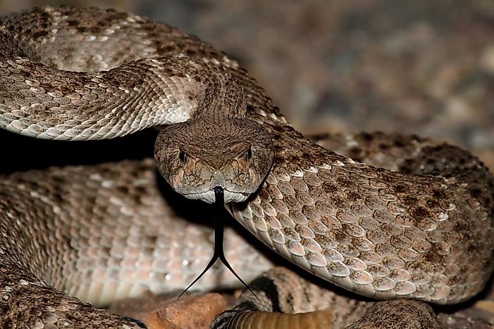 #6 Mojave Rattlesnake