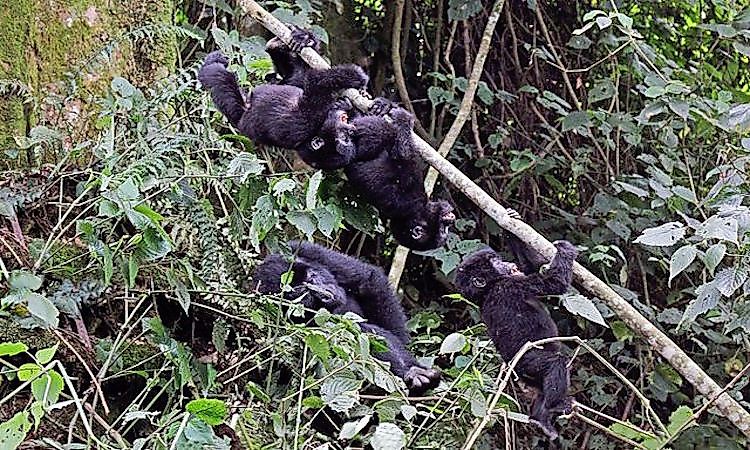 #2 Mountain gorilla -