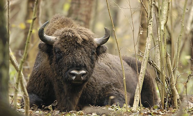 The Four National Parks Of Belarus