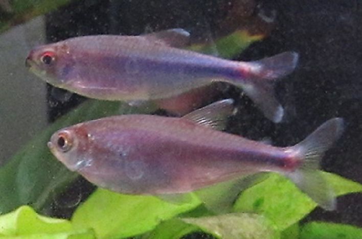 Native Fish Species Of Peru