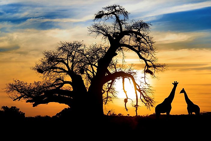 The Species of Baobab Trees