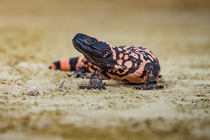 #4 Reticulate gila monster