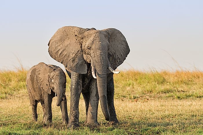 #1 Chobe National Park