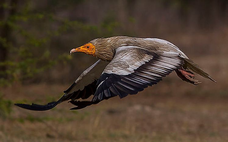 #15 Egyptian vulture