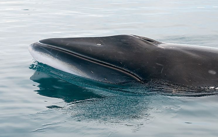 Antarctic minke whale surfacing in the Antarctic Peninsula.