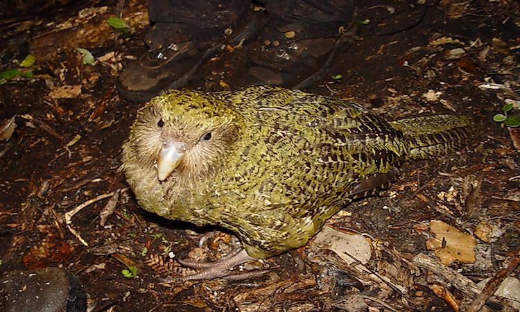 # 2 Kakapo -  