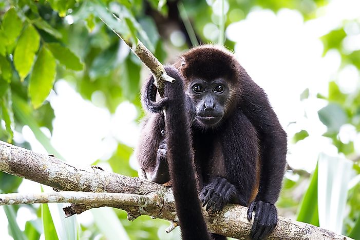 #7 Mantled Howler