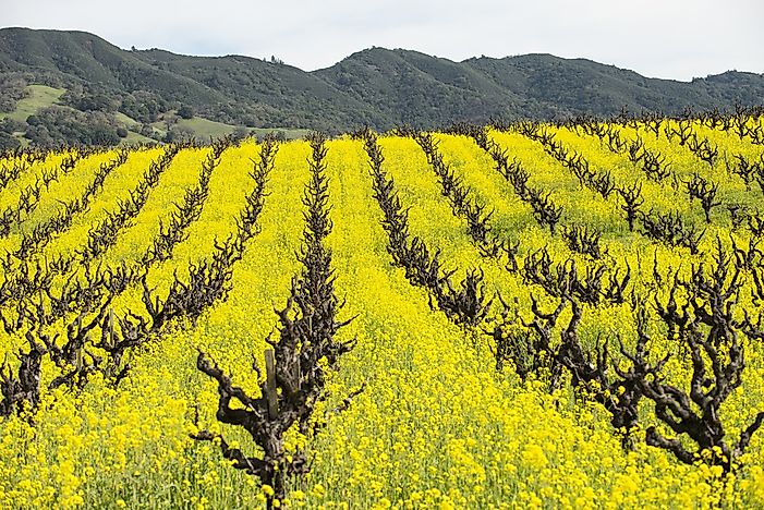 What Is A Cover Crop?