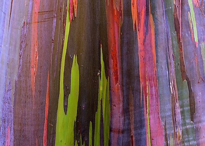 What Is The Rainbow Eucalyptus Worldatlas What Is The Rainbow Eucalyptus