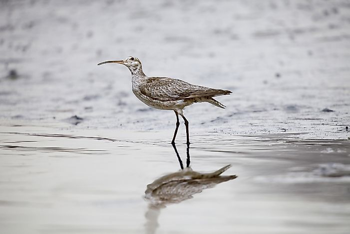 6 Extinct Birds From South America