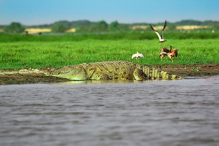 #10 Orinoco crocodile