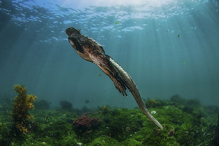#9 Marine iguana