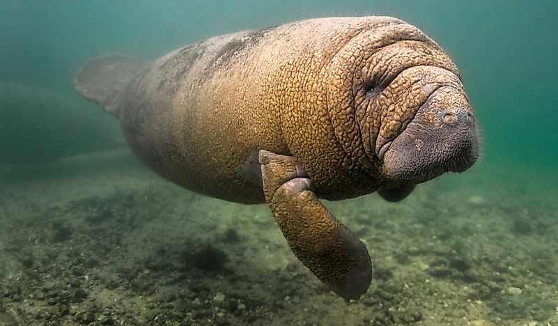 How Many Types Of Manatees Are There?