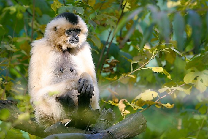 #4 Eastern Black Crested Gibbon