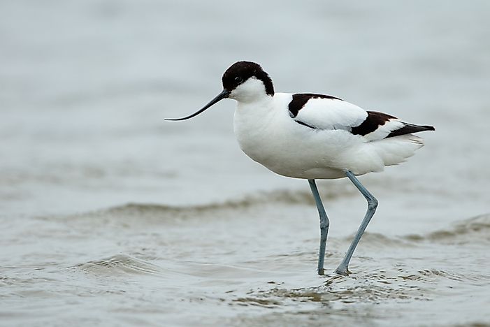 #3 Avocet