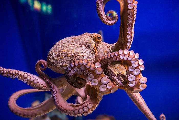 #2 Octopuses