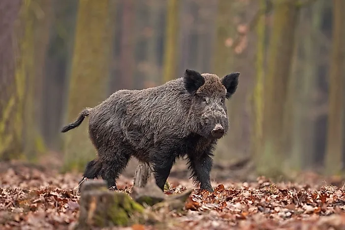 #5 Wild Boar