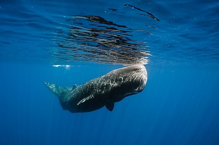 #6 Sperm whale