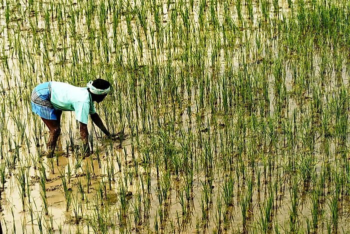 Asian swamp rice farmer
