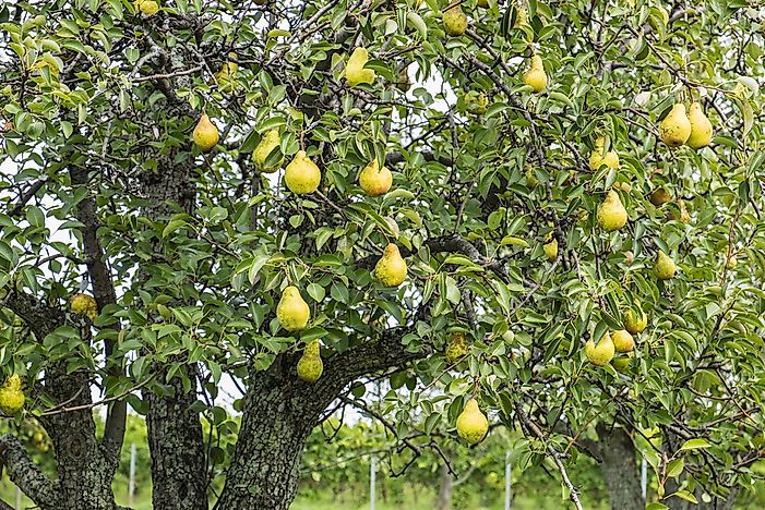 #8 Pear Trees (4-6 years)