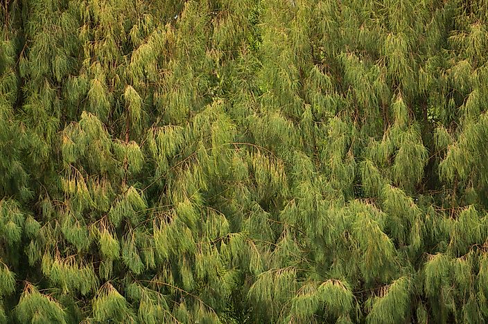 A Bhutanese forest. A Bhutanese forest.