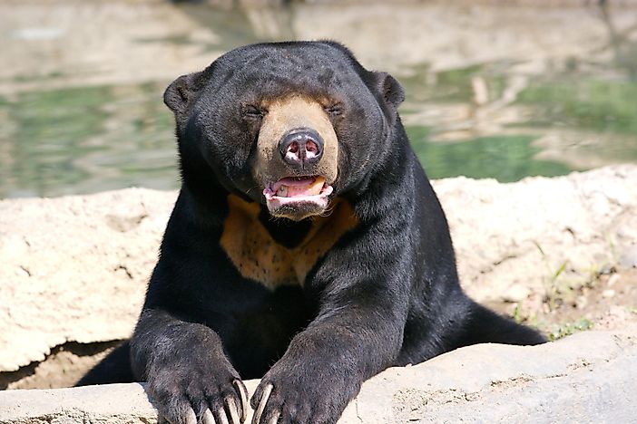 #8 Sun Bears