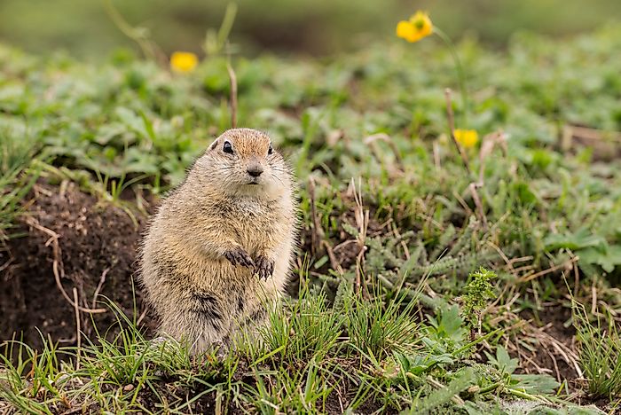 #4 Gopher