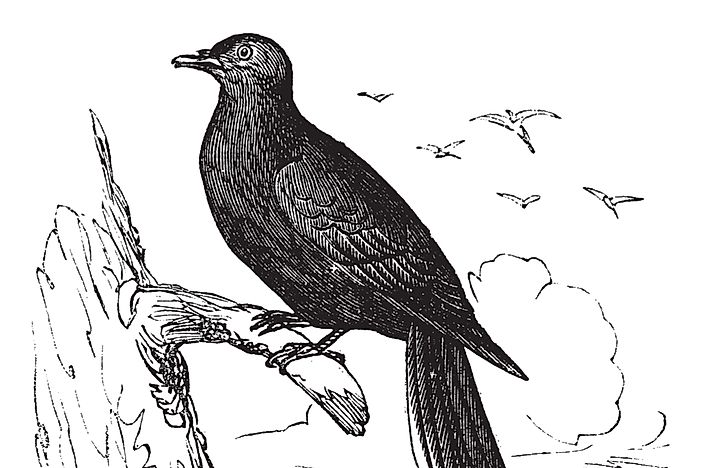 What Happened to the Passenger Pigeon?