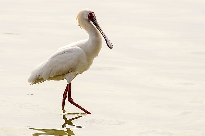 African spoonbill. African spoonbill.