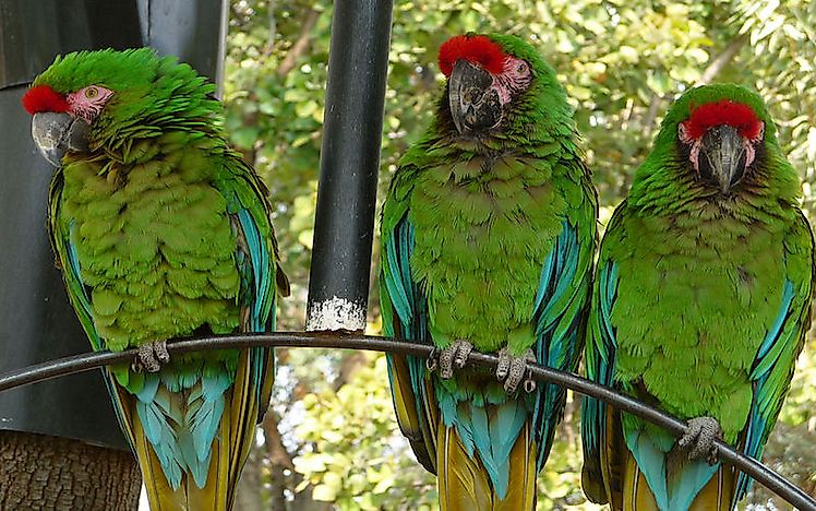 #7 Military Macaw
