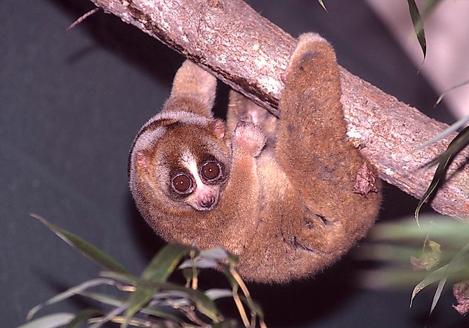 #5 Sunda Slow Loris
