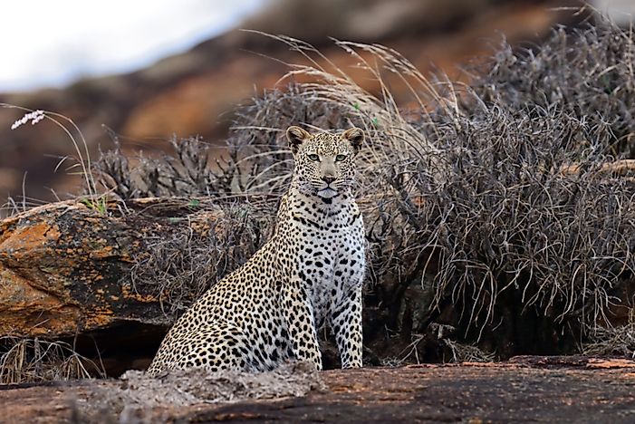 #1 African Leopard