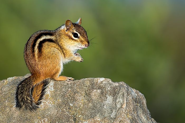 Mammals Of North America