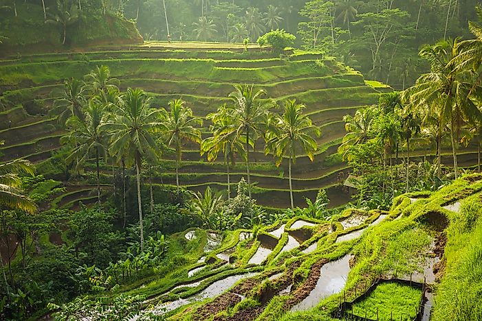 The beautiful Tegalalang rice terraces in Bali, Indonesia. The beautiful Tegalalang rice terraces in Bali, Indonesia.