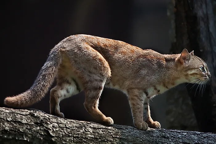 #6 Rusty-spotted Cat