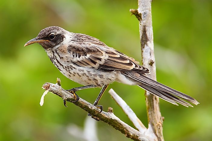What Are Native, Indigenous and Endemic Species?