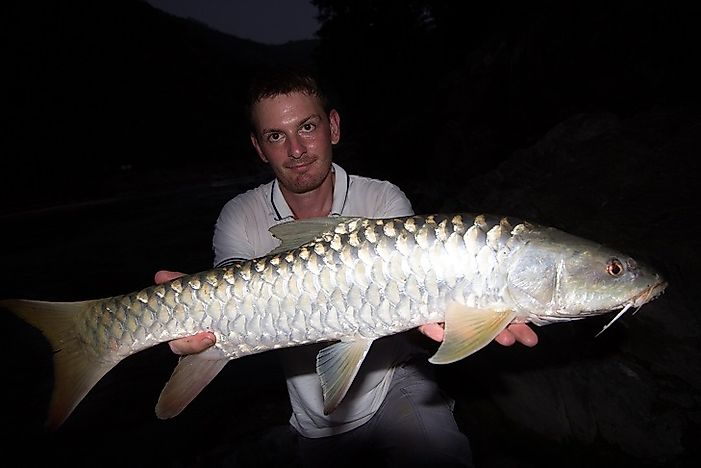 Native Fish Species Of Pakistan