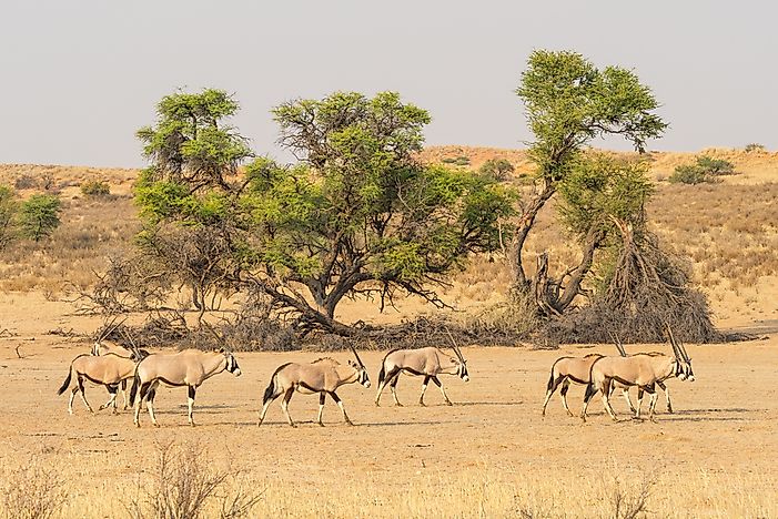 #2 Kgalagadi Transfrontier National Park