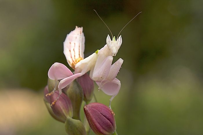 #6 Orchid Mantis