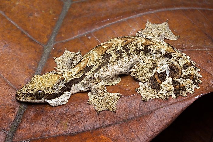 #2 Flying gecko